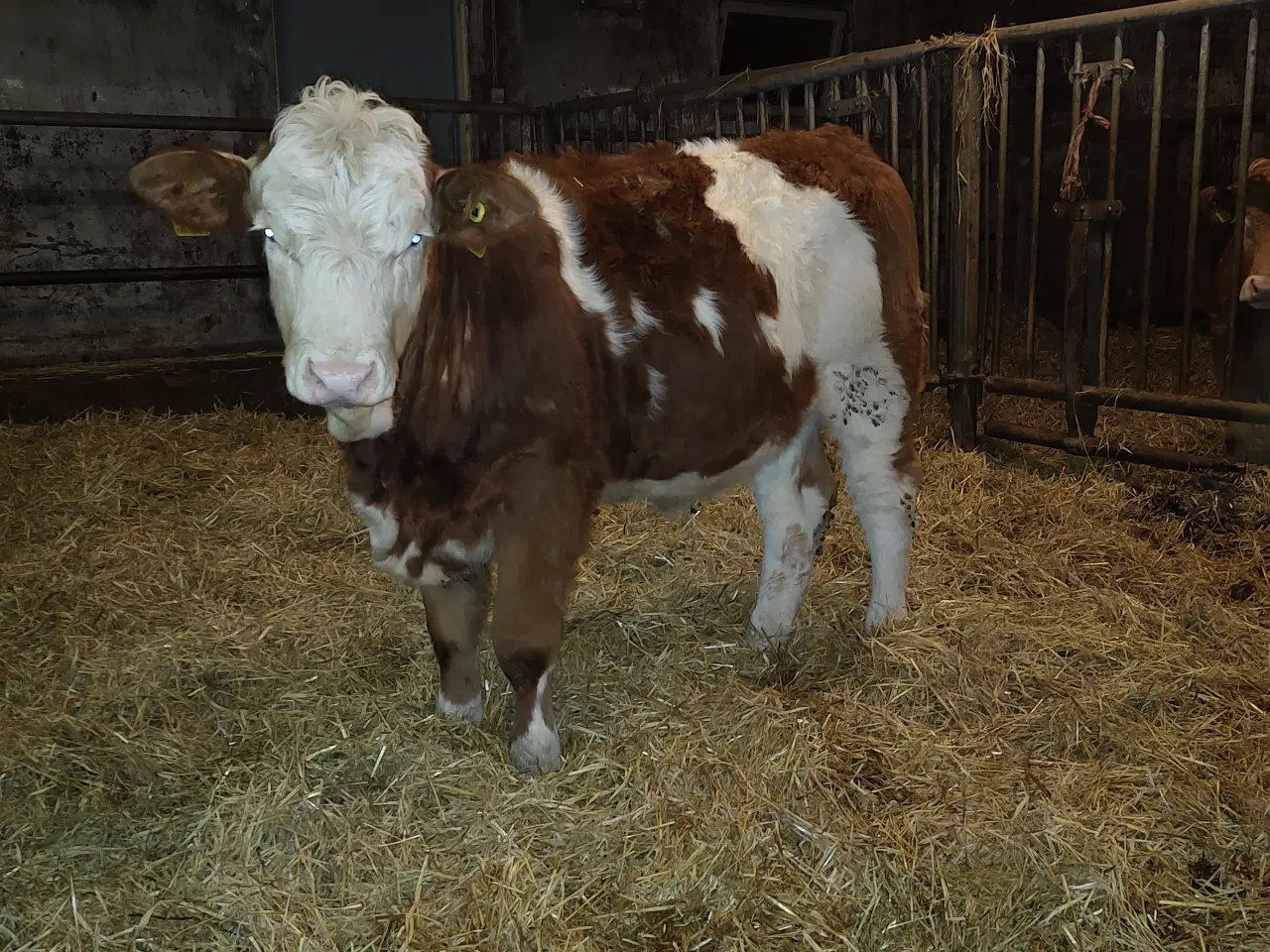 Billede 2 - Simmentaler kvier