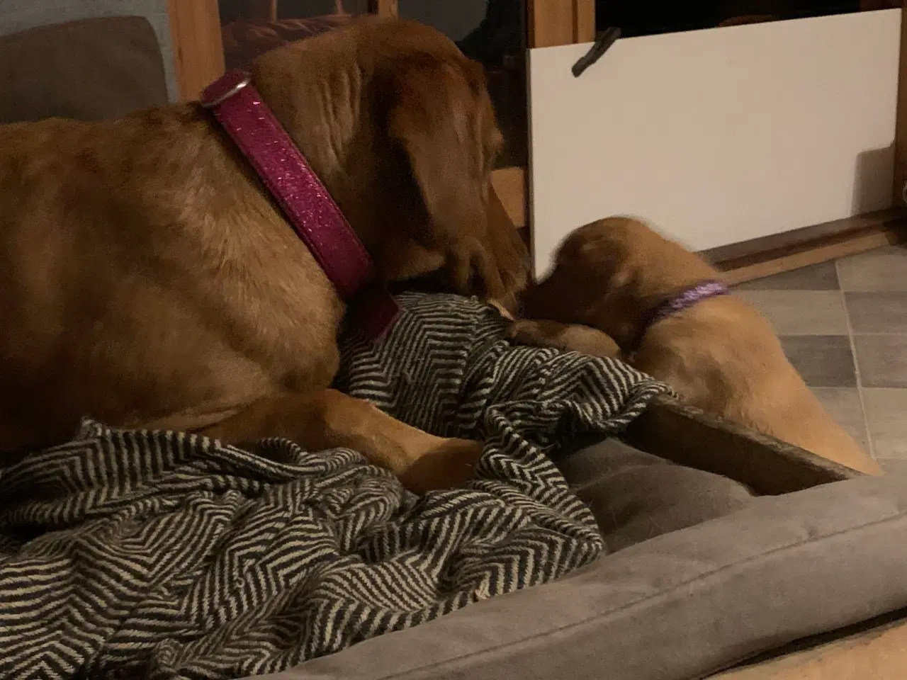 Billede 8 - Labrador hvalp klar til at flytte 