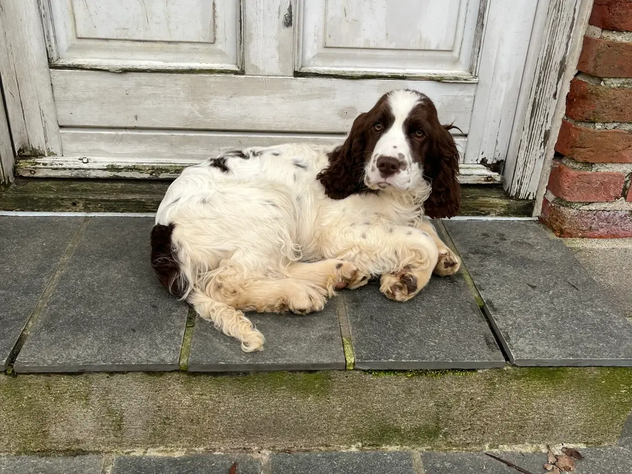 Billede 4 - Engelsk Springer Spaniel 
