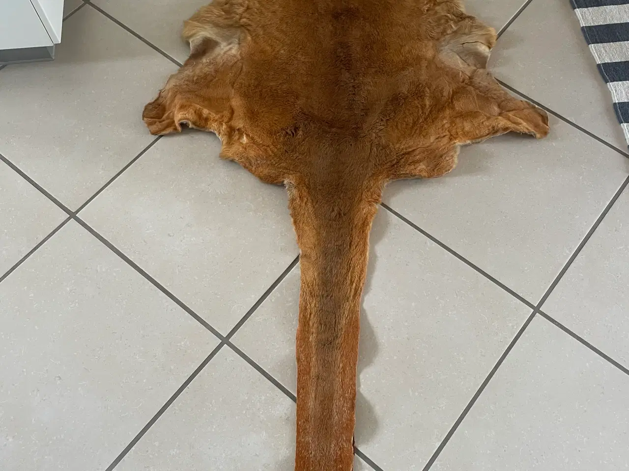 Billede 1 - Rødt Kænguru skind