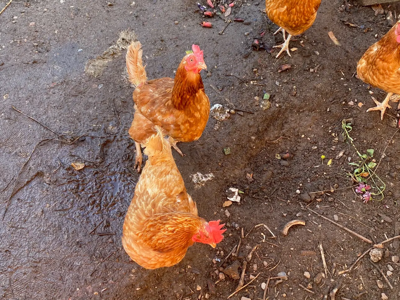 Billede 2 - 8 stk. Hobbyhøns, 2 år gamle sælges