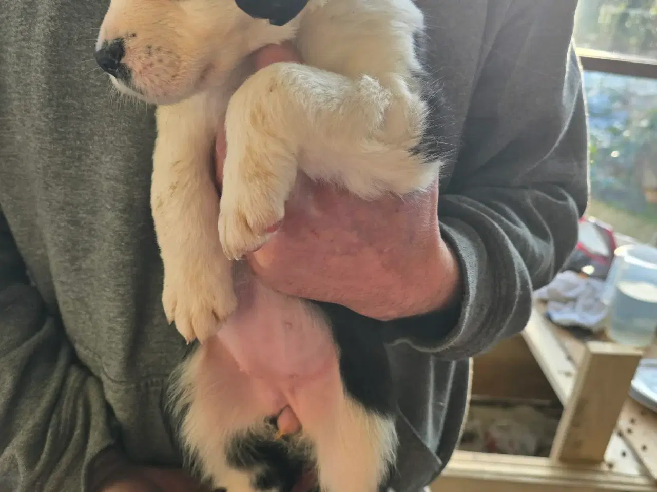 Billede 5 - Bladnings hunde hvalpe