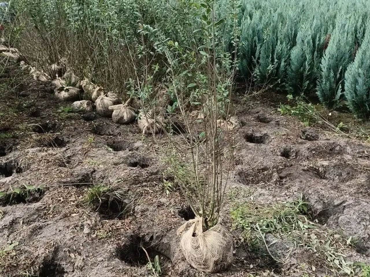 Billede 1 - 100 stk. Ligustrum 80-100 cm.