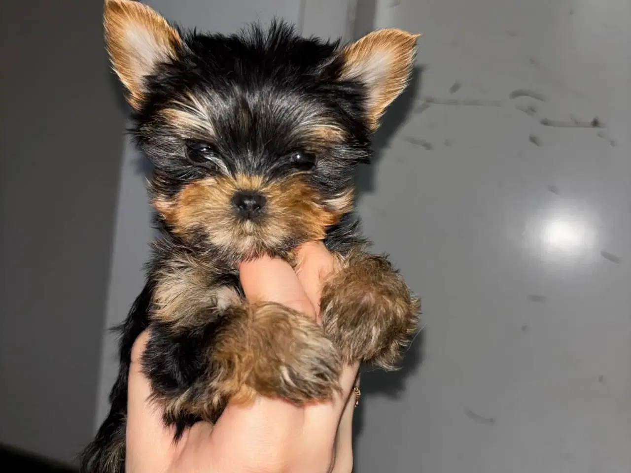 Billede 2 - Mini Yorkshire terrier girl