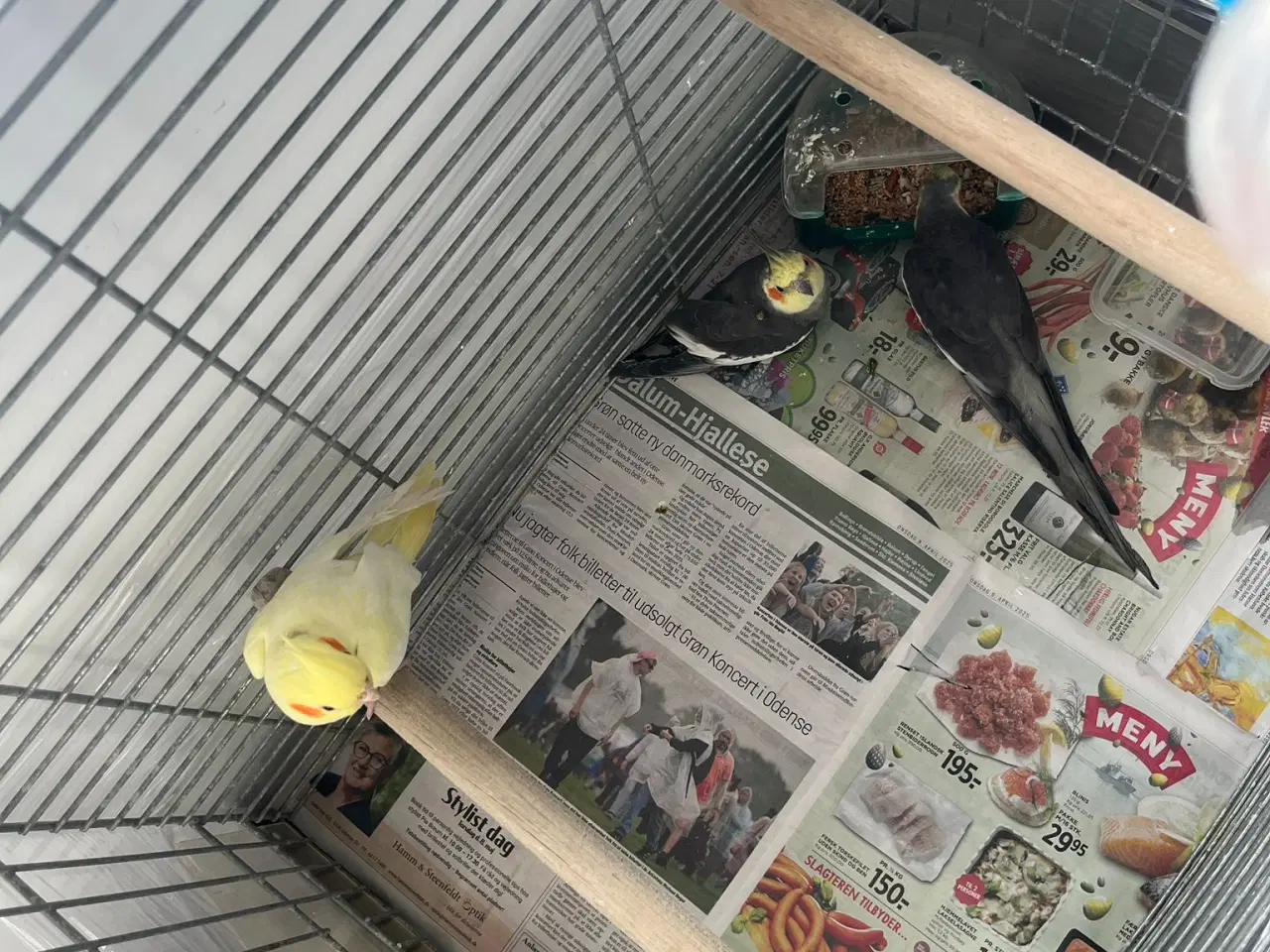 Billede 1 - Gambar Burung, Cockatiel.
