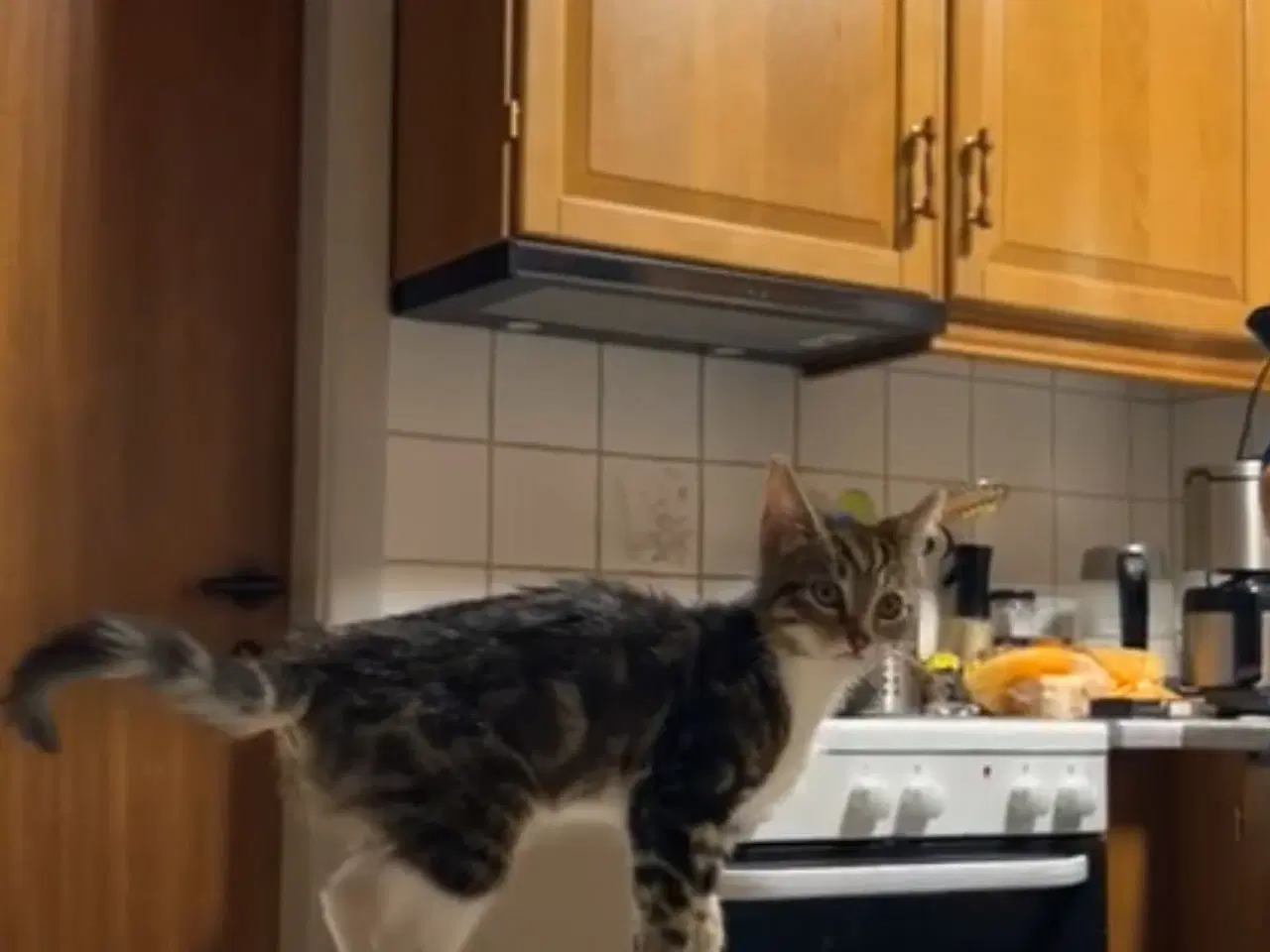 Billede 2 - Katte killing