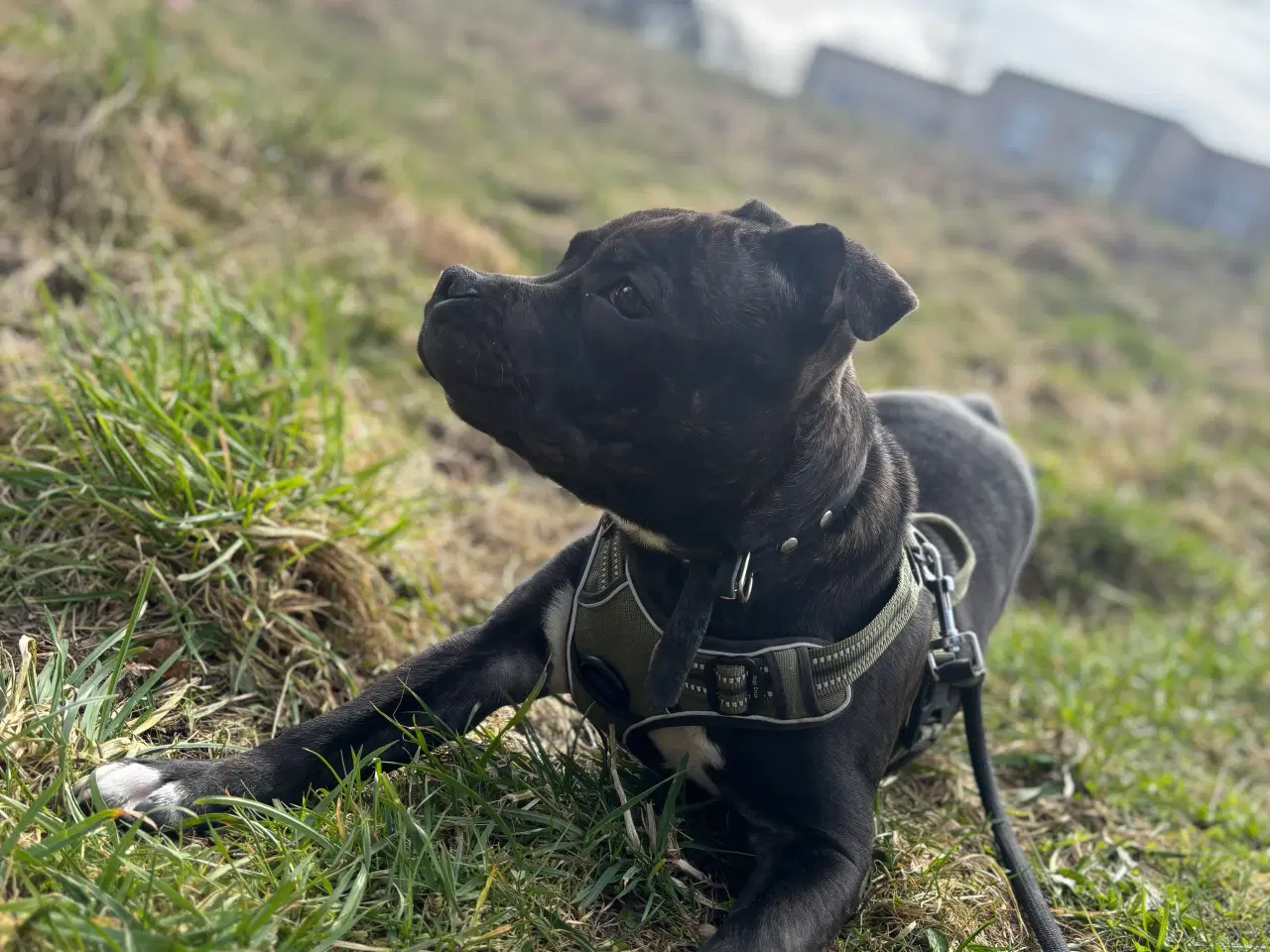 Billede 6 - Staffordshirt bull terrier(med stamtavle)