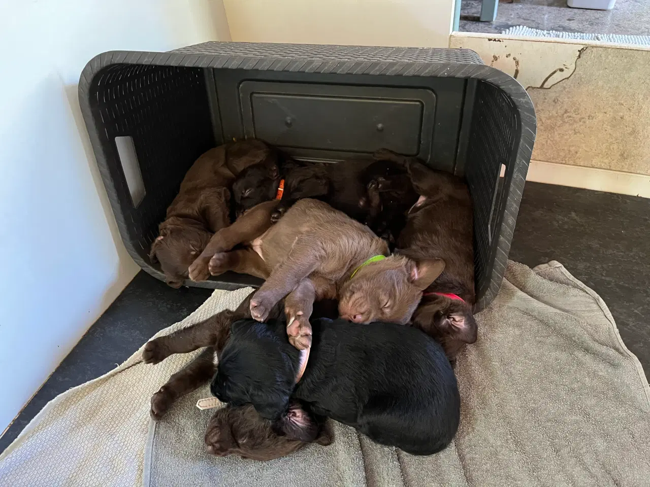 Billede 5 - Labradoodles 