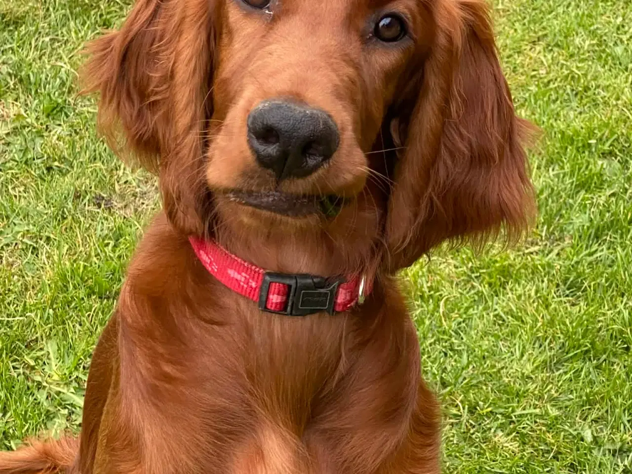 Billede 9 - 🐾 Smukke Lady – Ægte Irsk Setter fra udstillingsl