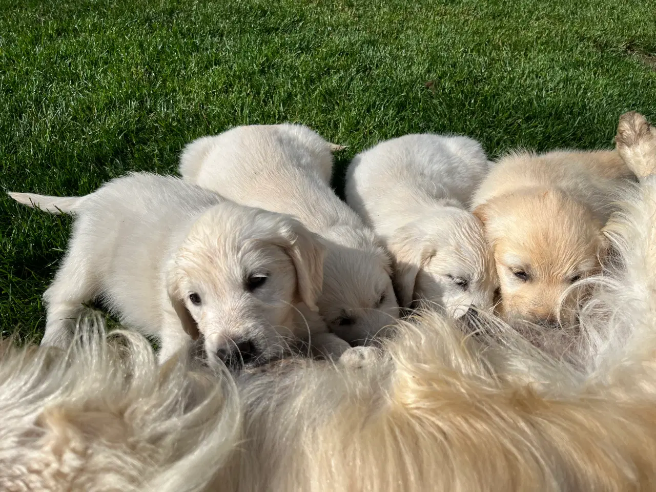 Billede 1 - Golden retriever hvalpe sælges