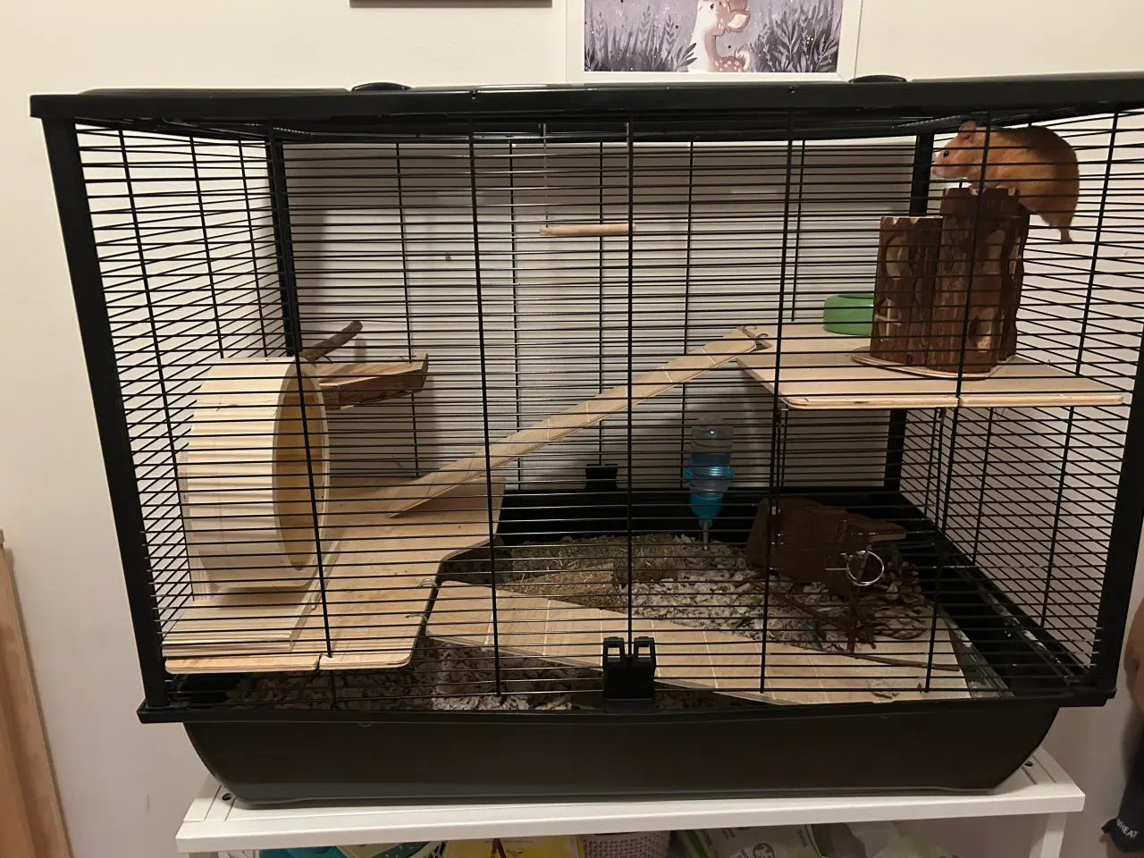 Billede 1 - Guldhamster inkl stort bur og tilbehør