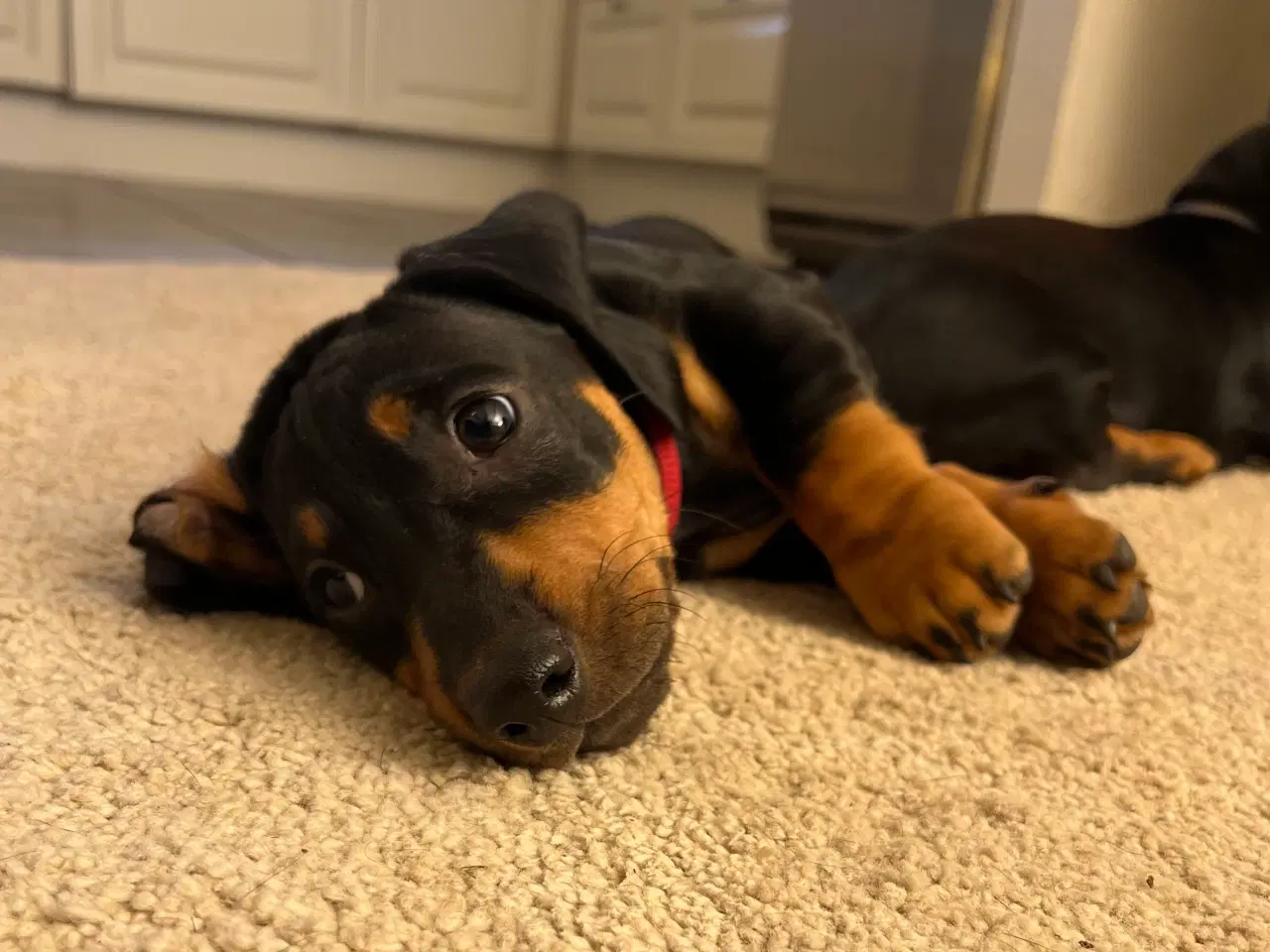 Billede 4 - DKK standard gravhunde hvalpe 