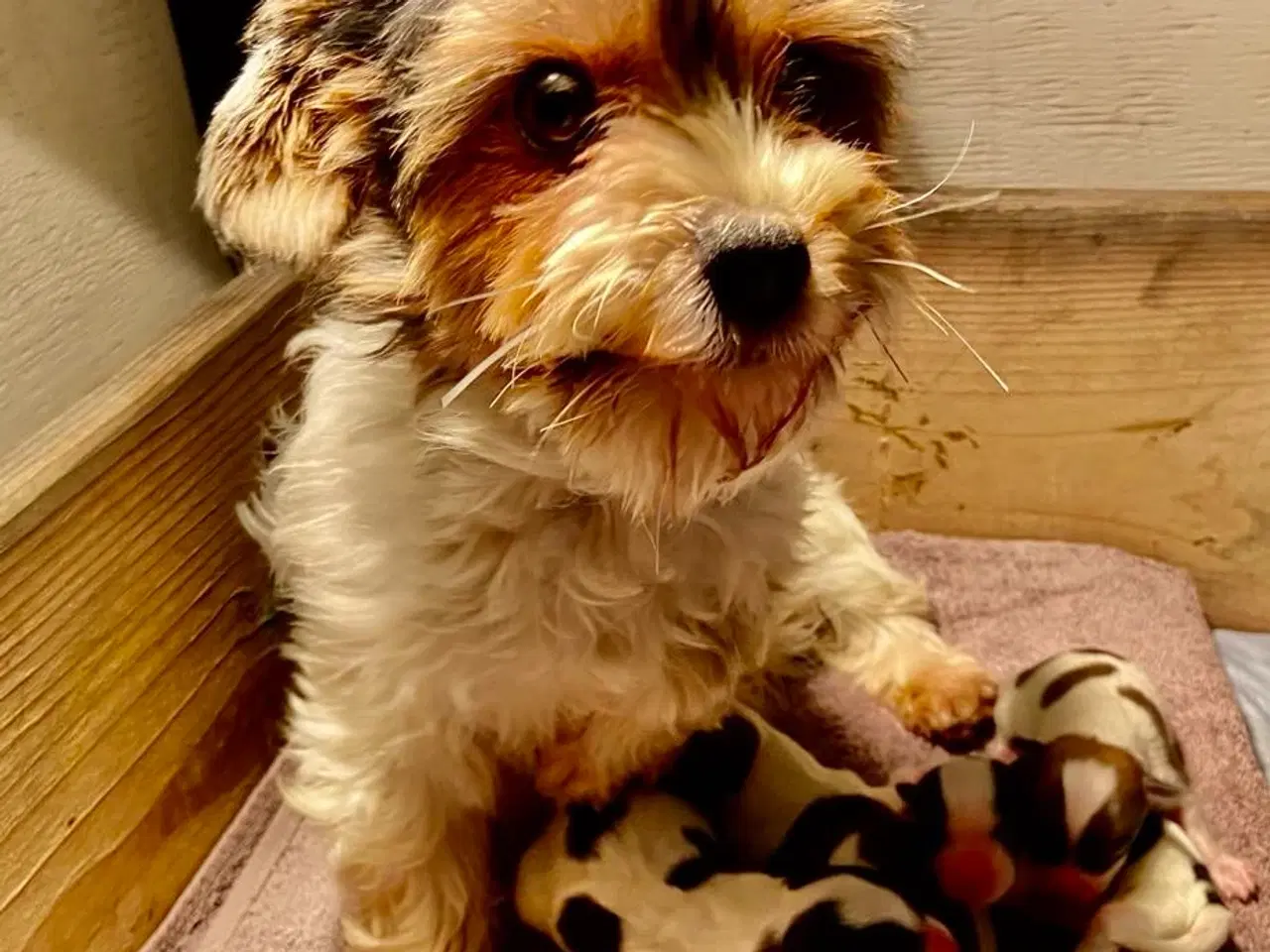 Billede 2 - Biewer Yorkshire terrier / Bolognese