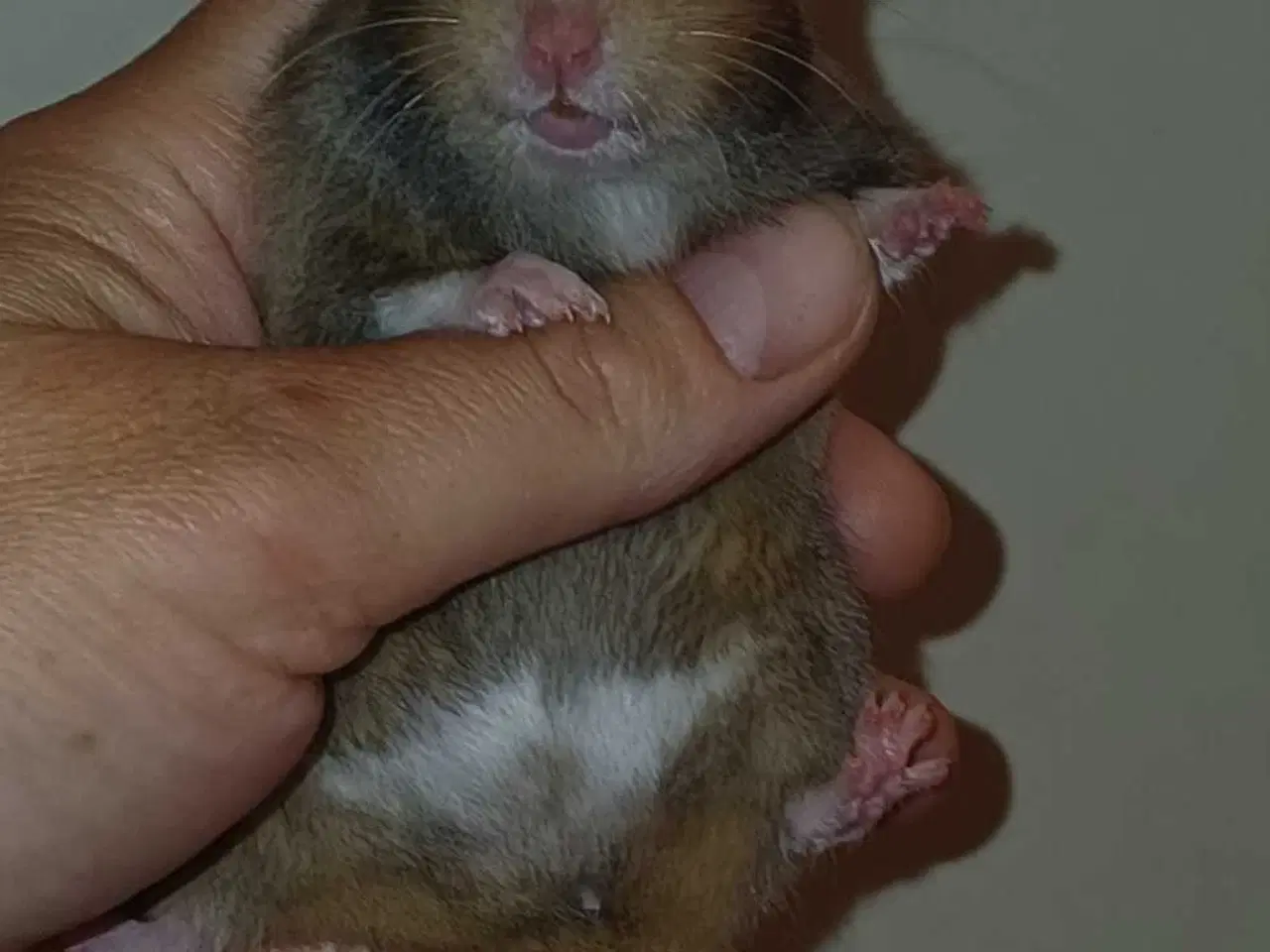 Billede 7 - Guldhamster unger 