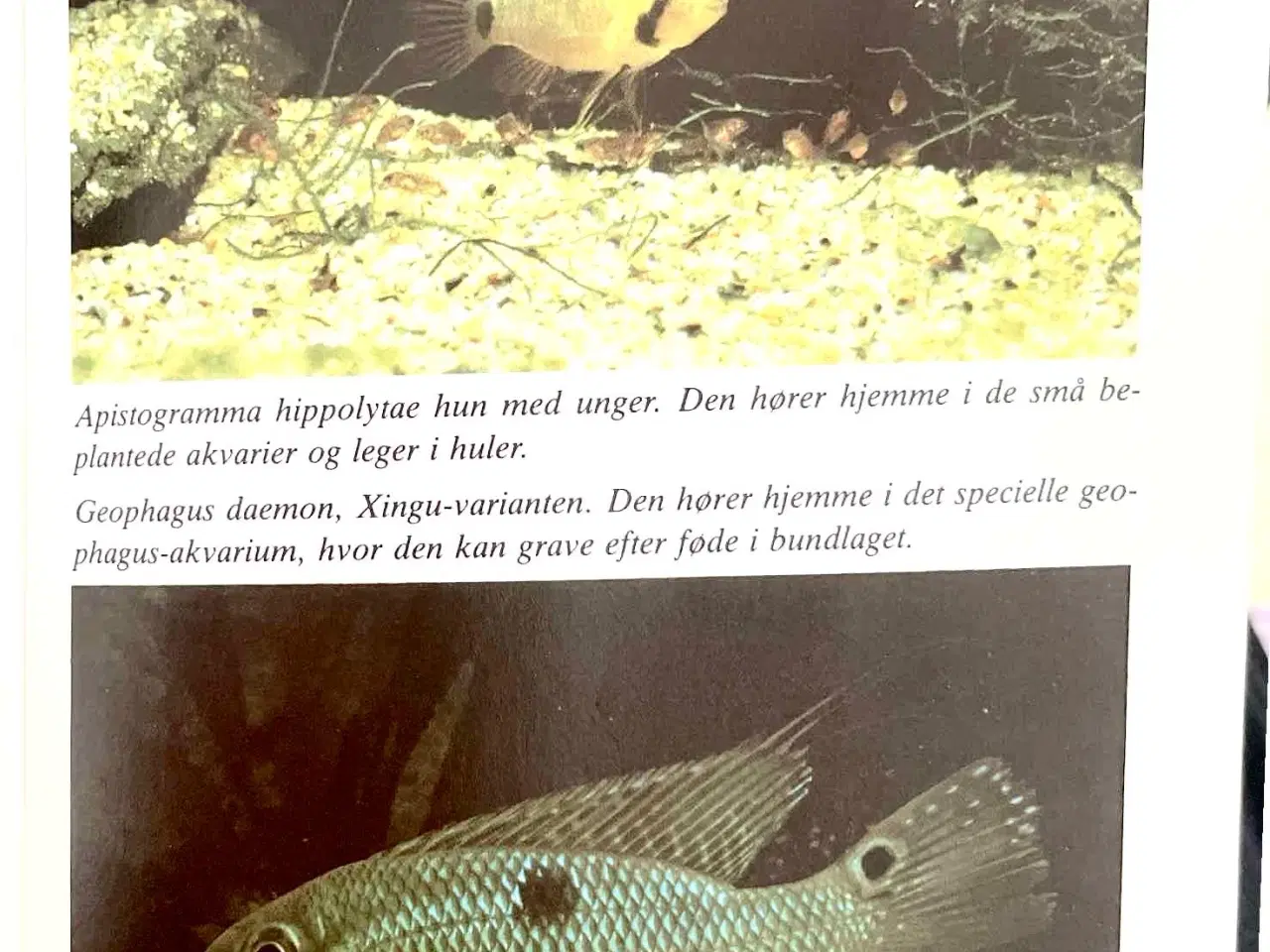 Billede 5 - Cichlide-akvarier Benny B. Larsen 