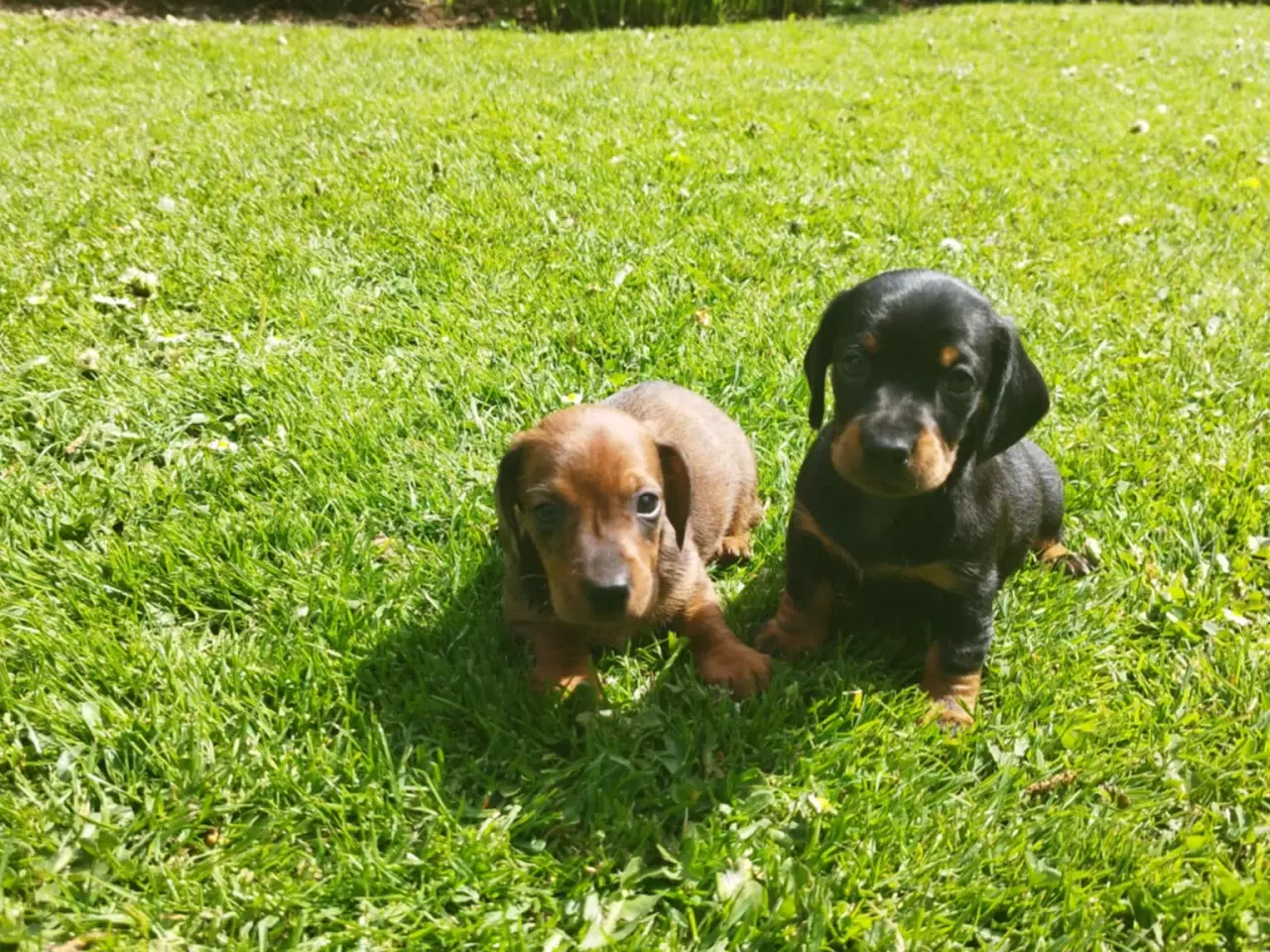Billede 3 - Gravhunde hvalpe korthåret Black and Tan