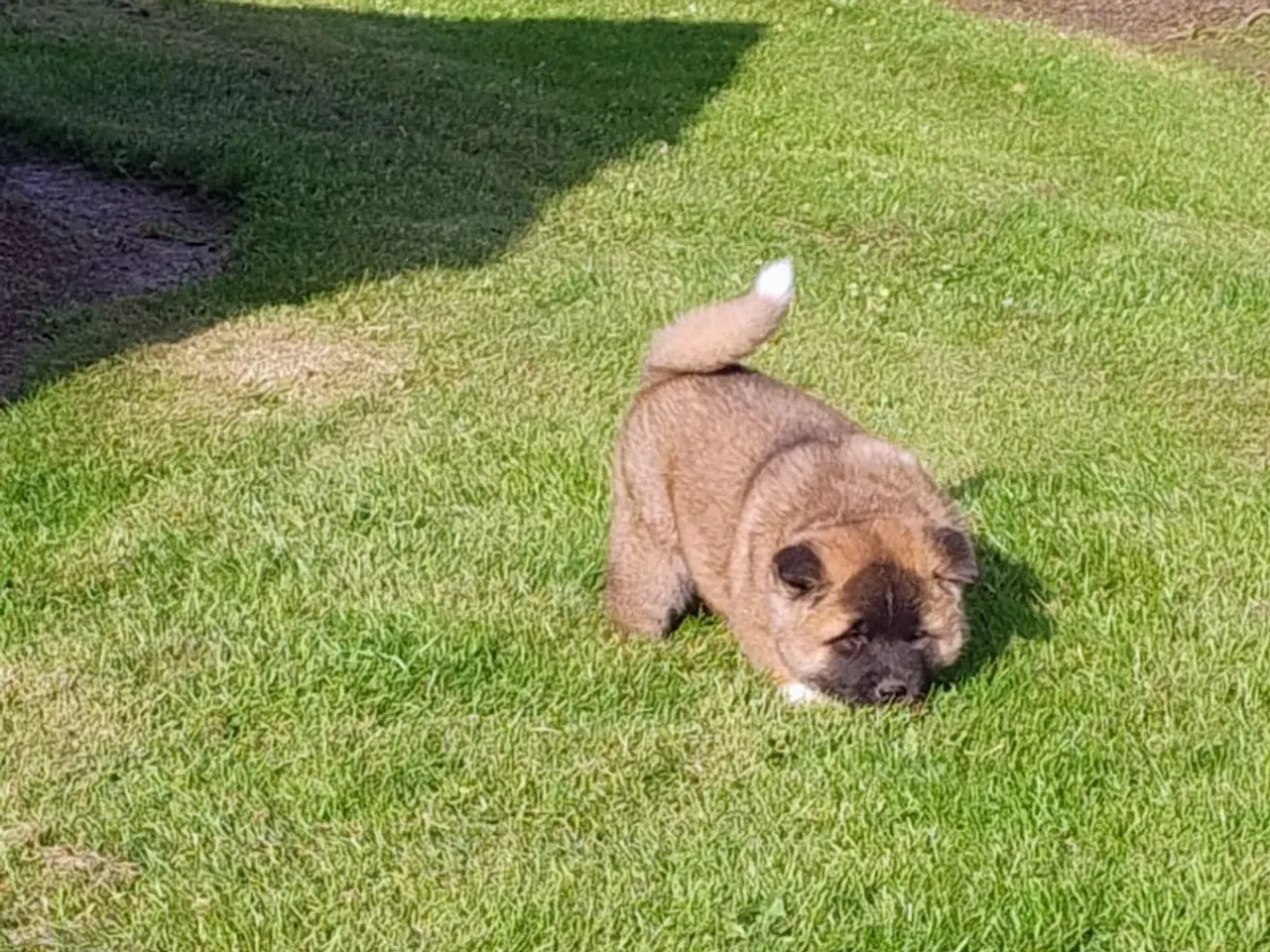 Billede 2 - Hundehvalpe Akita American 