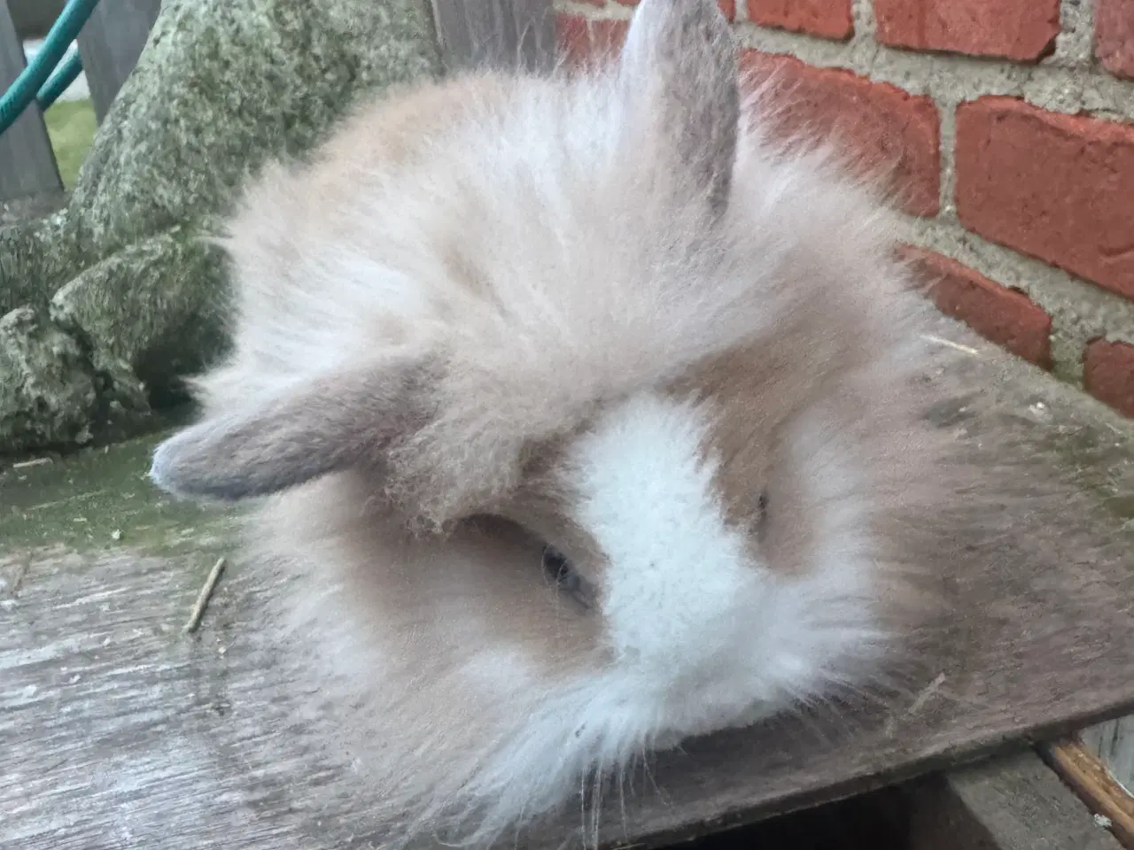 Billede 1 - Løvehoved hanner 