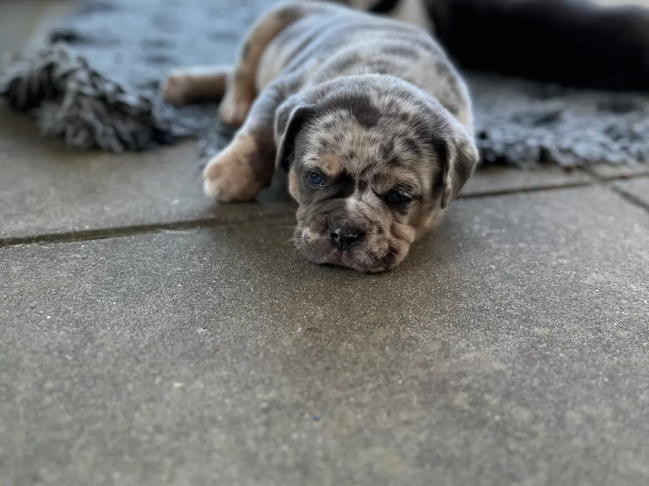 Billede 6 - Old English Bulldog 