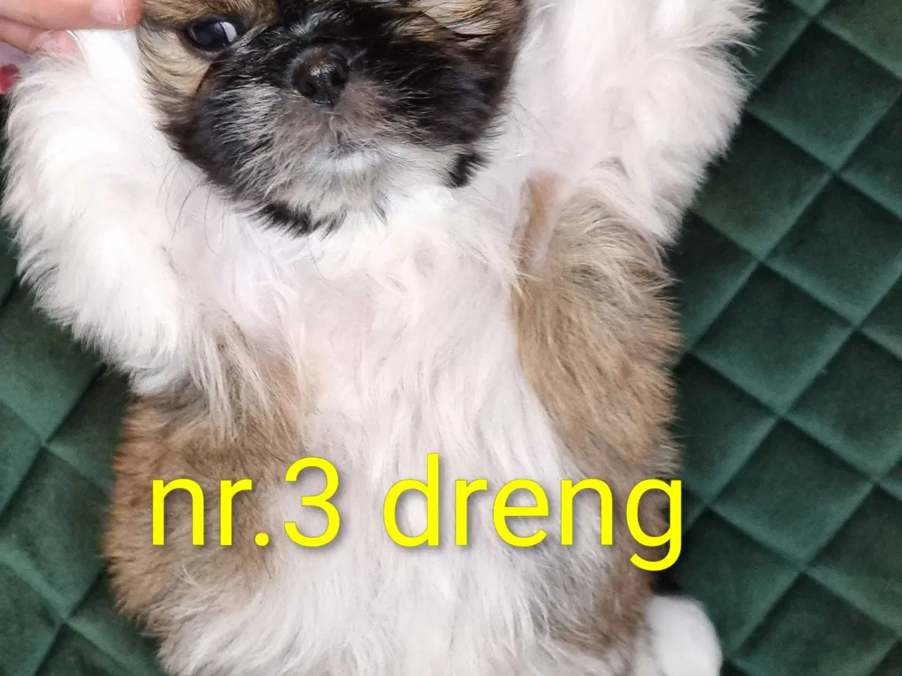 Billede 5 - Shih tzu hvalpe 