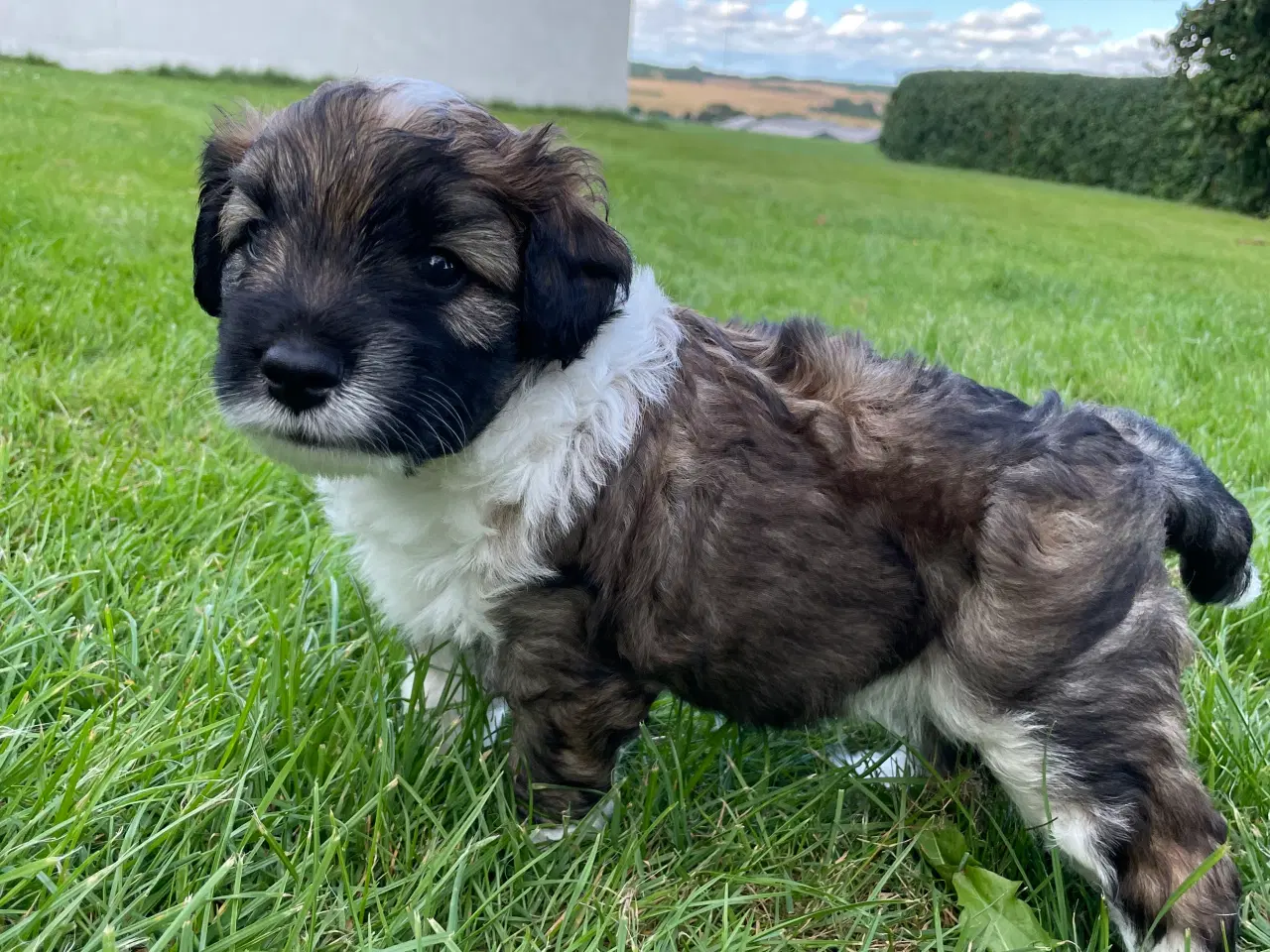 Billede 3 - Søde hundehvalpe 