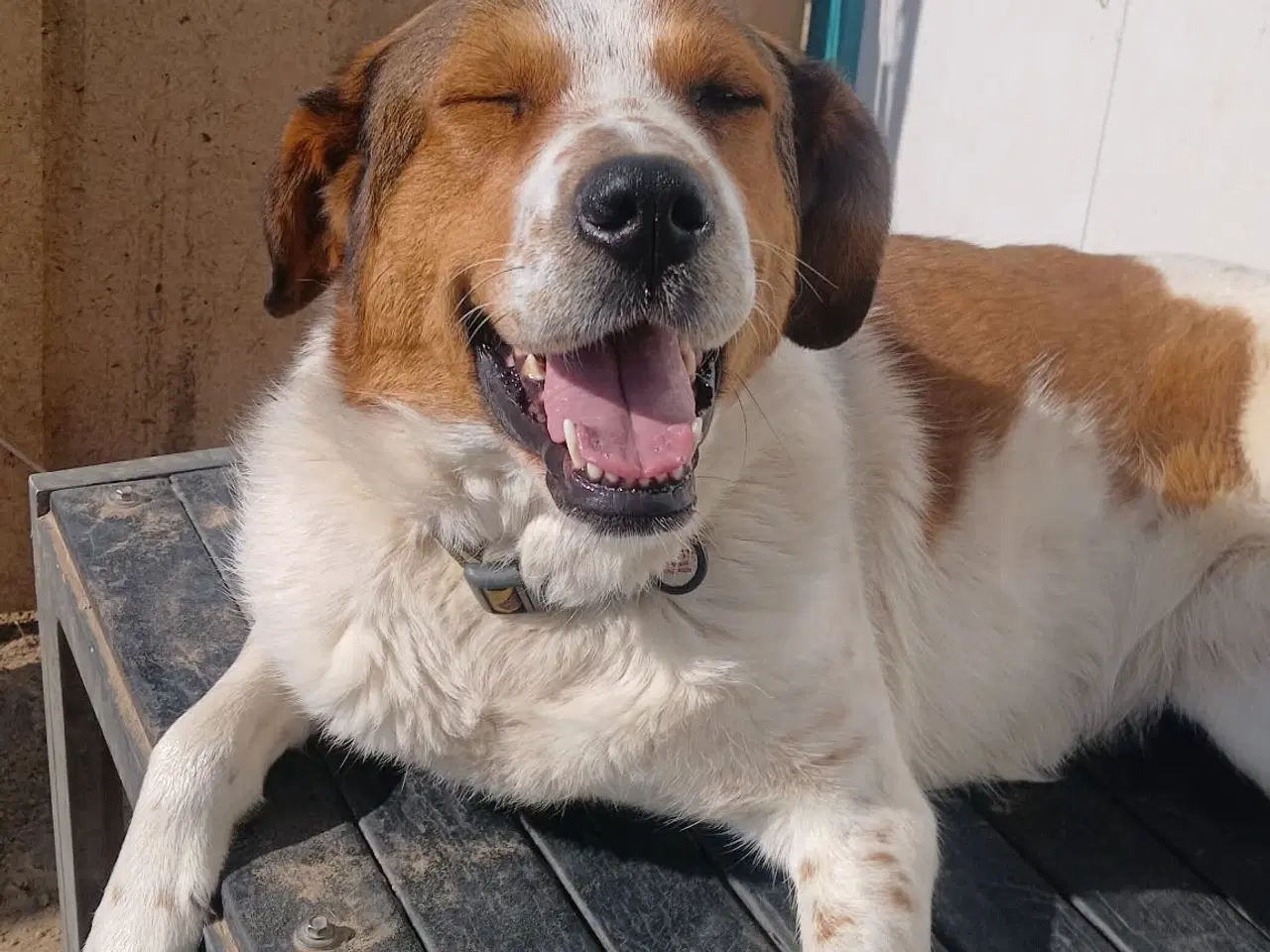 Billede 7 - Søde Carlotta søger sit eget menneske