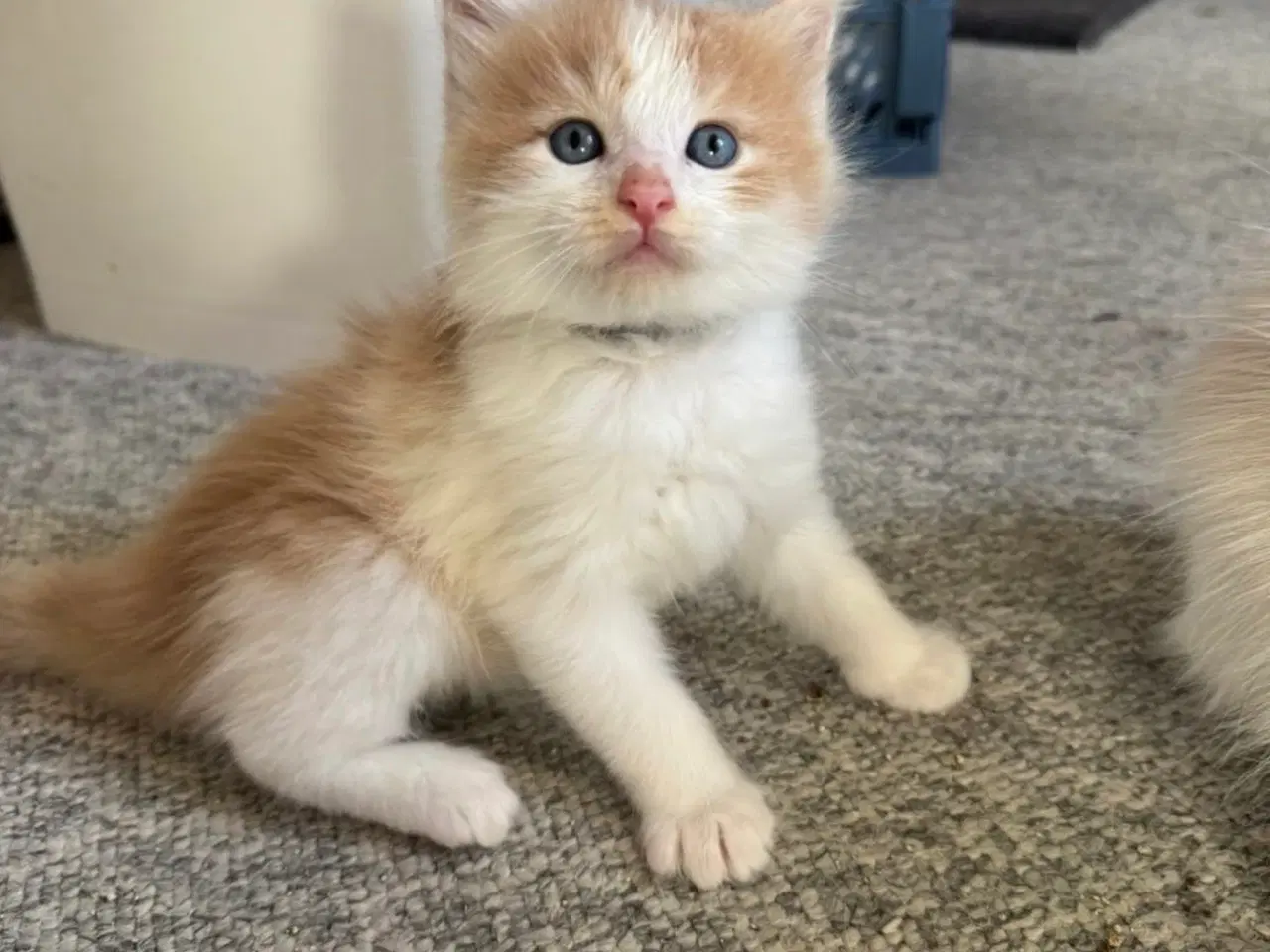 Billede 2 - Maine Coon blandings killinger sælges