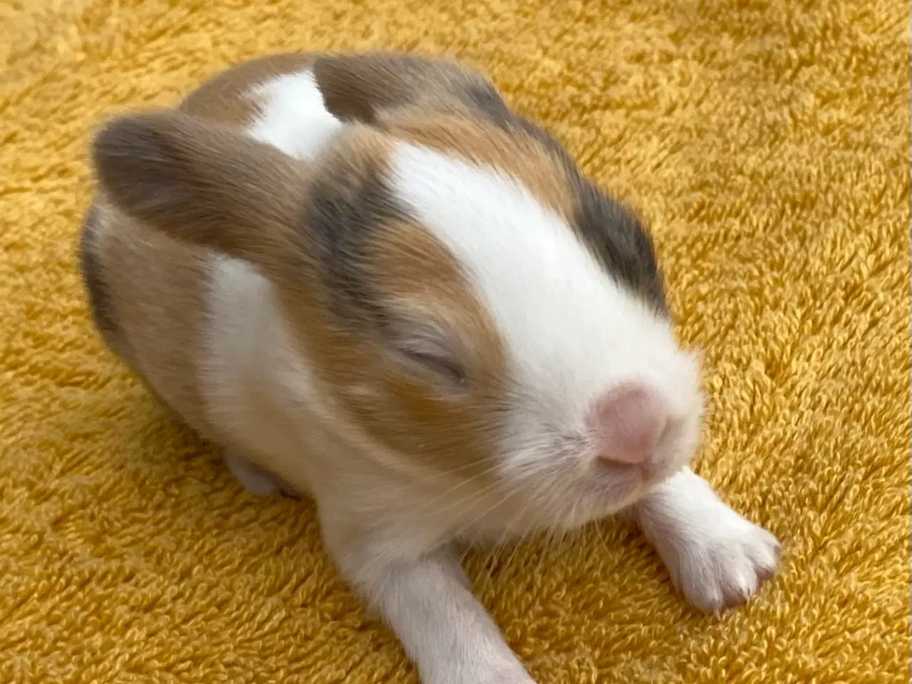 Billede 7 - HOLLÆNDER HAN JAPANER SORT/GUL