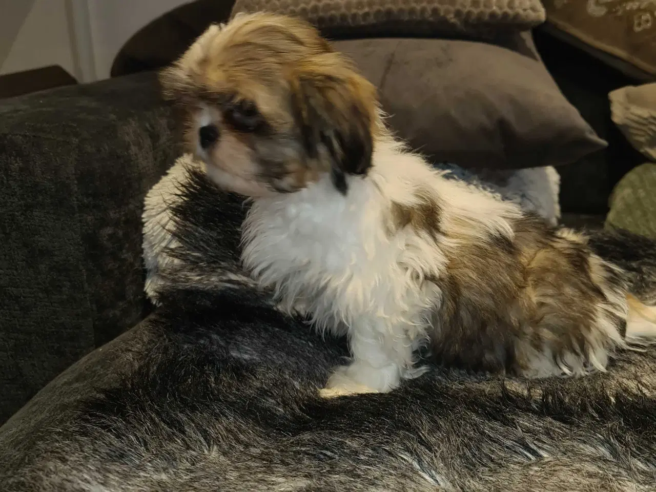 Billede 4 - Shih tzu hvalpe 