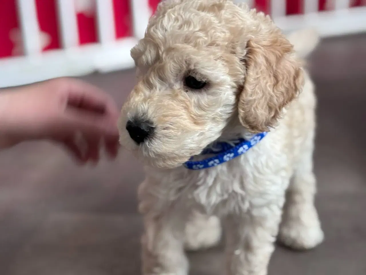 Billede 6 - F3 Labradoodles små 