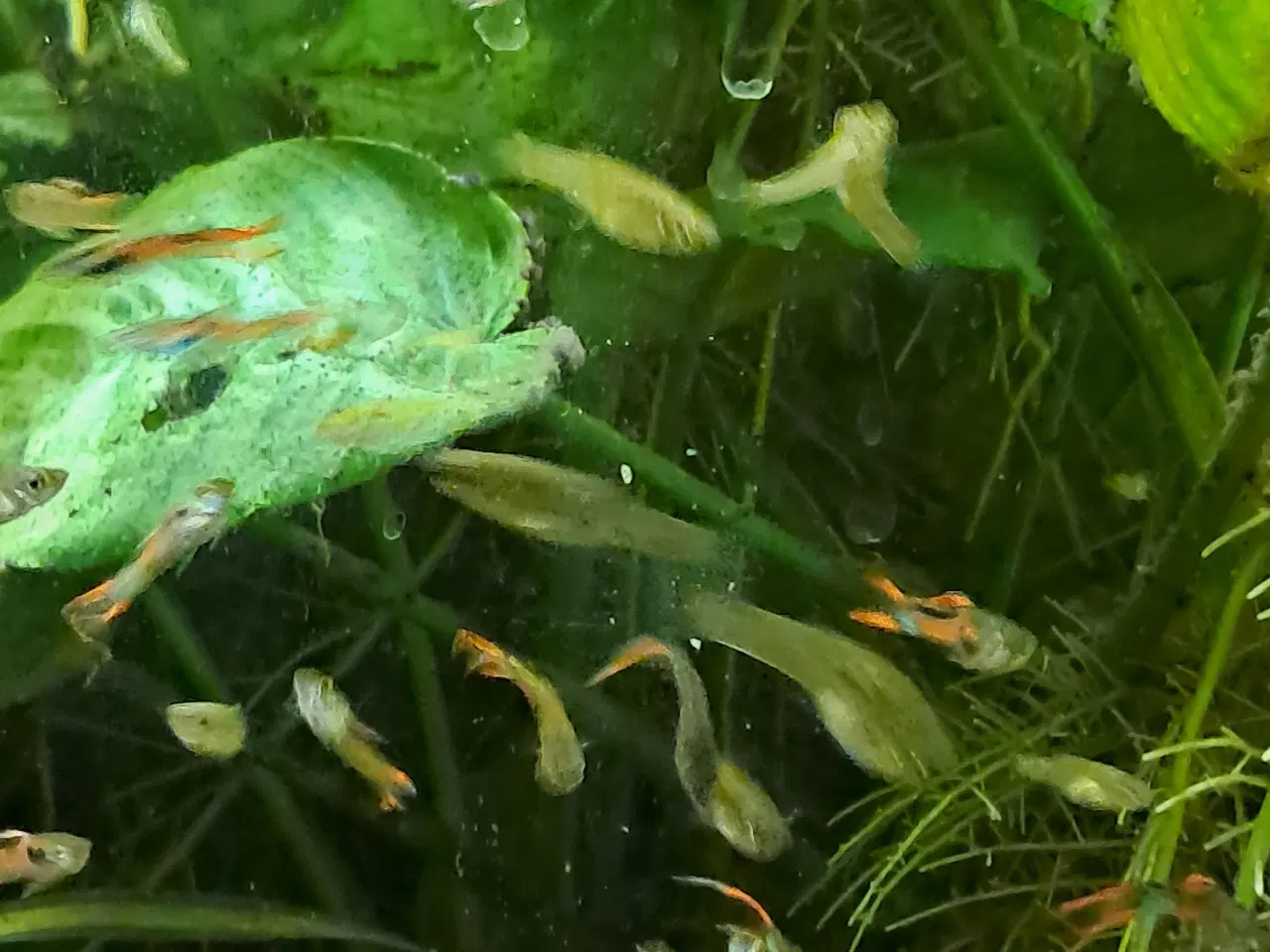 Billede 6 - Mix endler guppy 