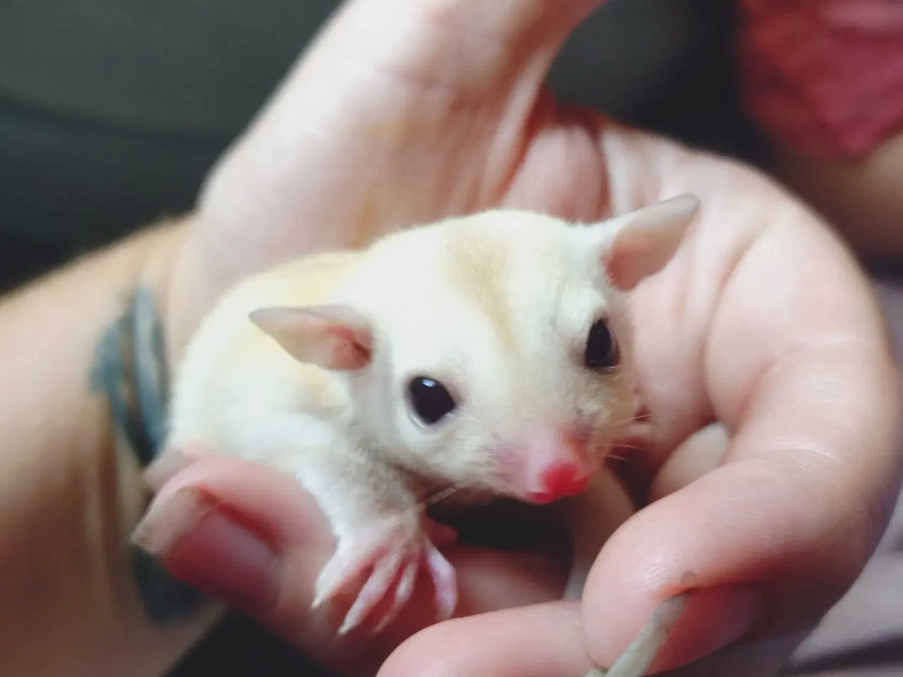 Billede 4 - Sugar glider 