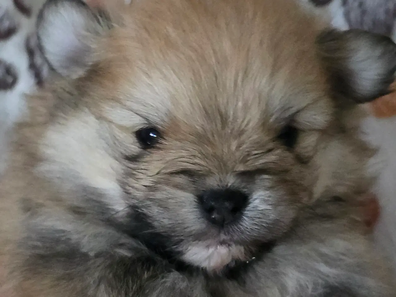 Billede 16 - Pomeranian hvalpe , 4 søde drenge. 
