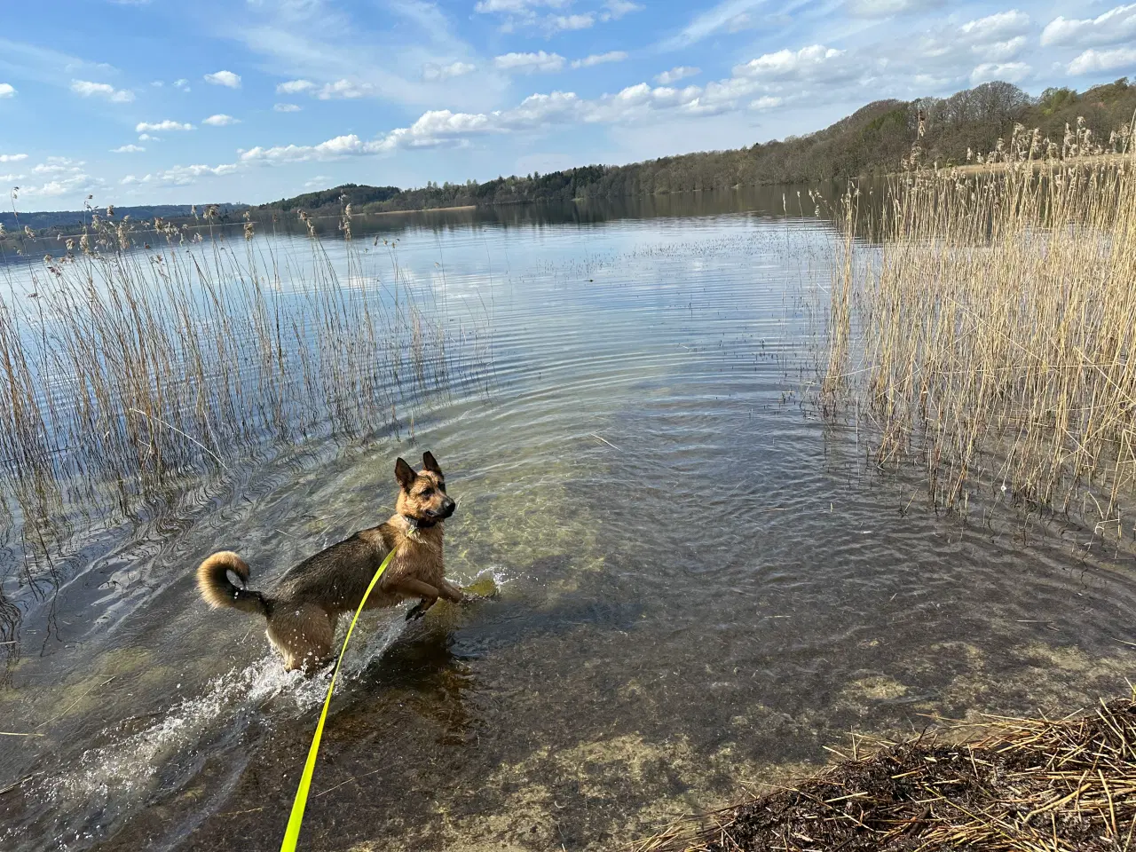 Billede 4 - Schæfer/Rottweiler hund