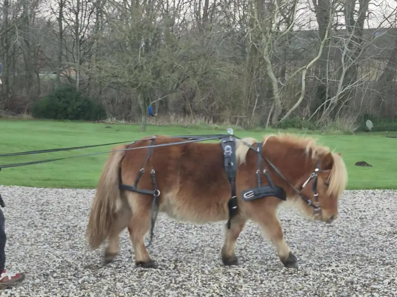 Billede 7 - Kommende køre og børnepony