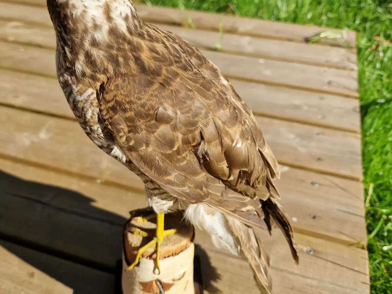 Billede 4 - Spurvehøg siddende på træstub