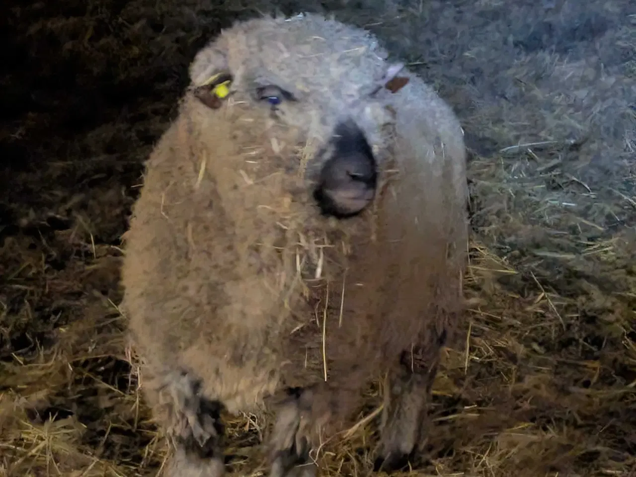 Billede 3 - Shropshire vædder, 1 år , M3