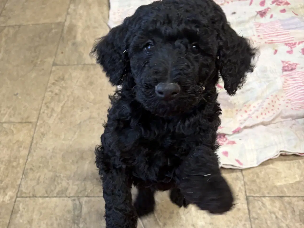 Billede 3 - Ægte mellem/stor puddel drenge må rejse nu !