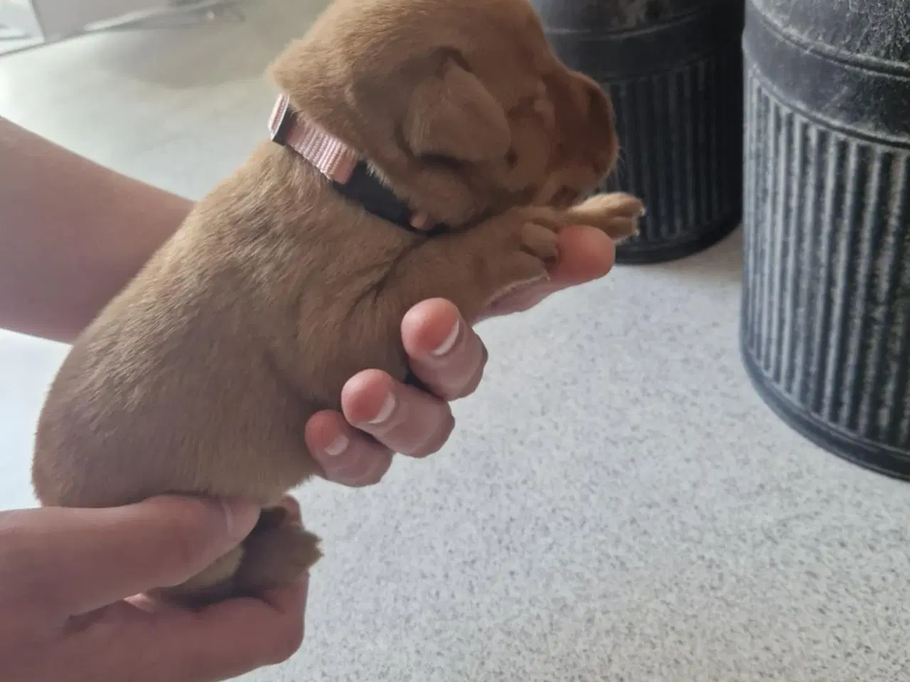 Billede 7 - Fox red labrador hvalpe