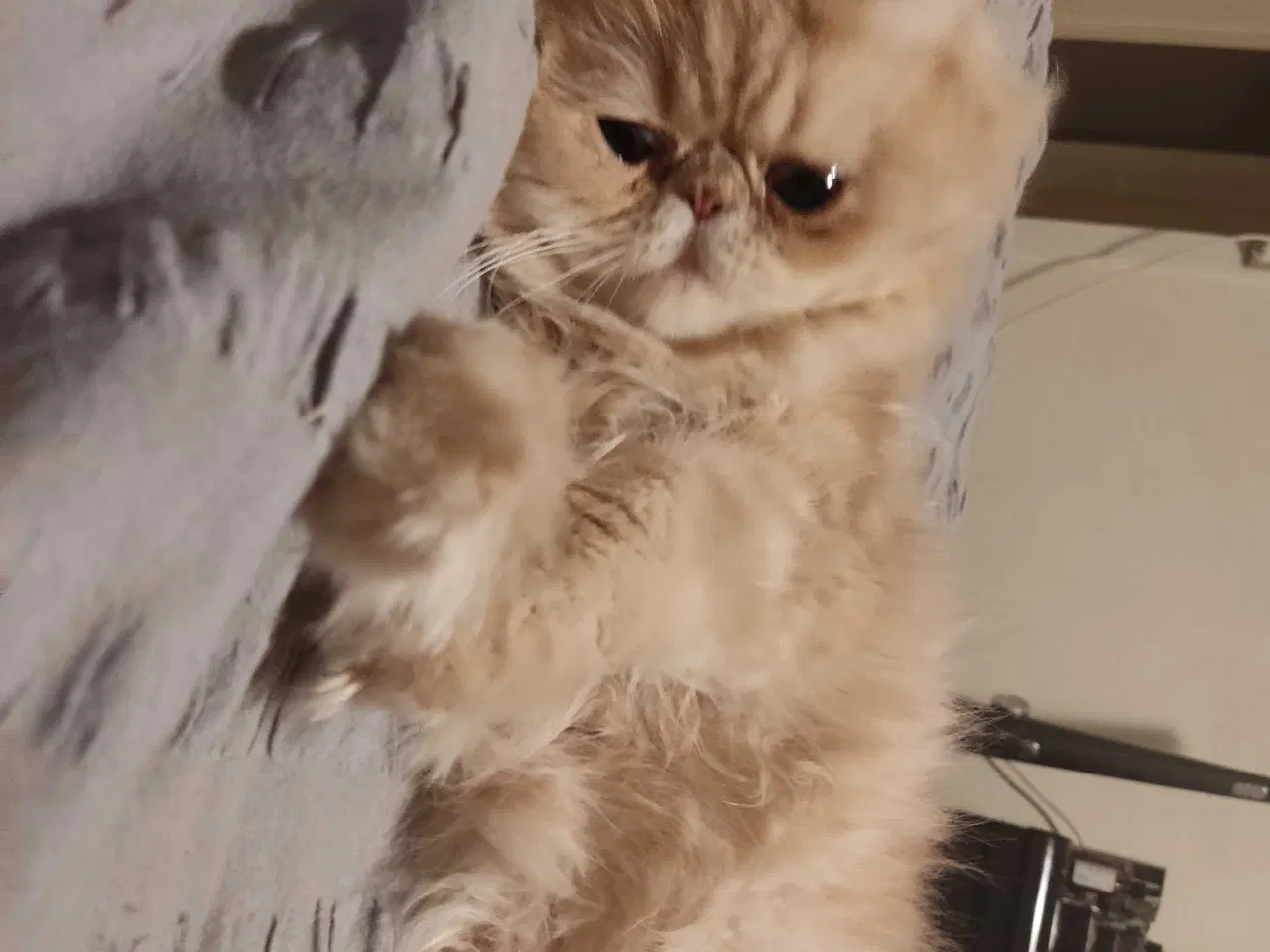 Billede 2 - Perser han kat 