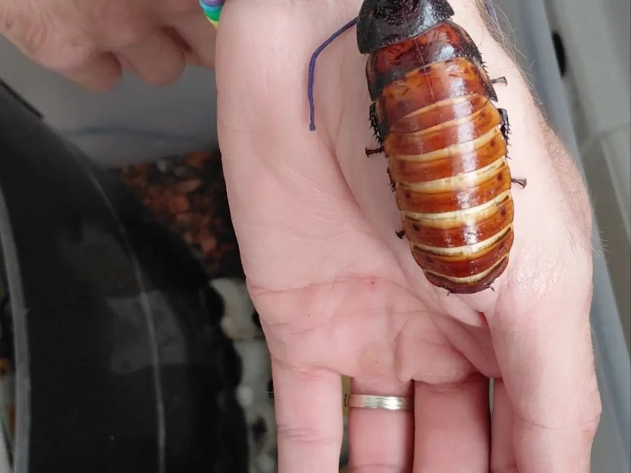 Billede 1 - Hvæssende kakerlakker