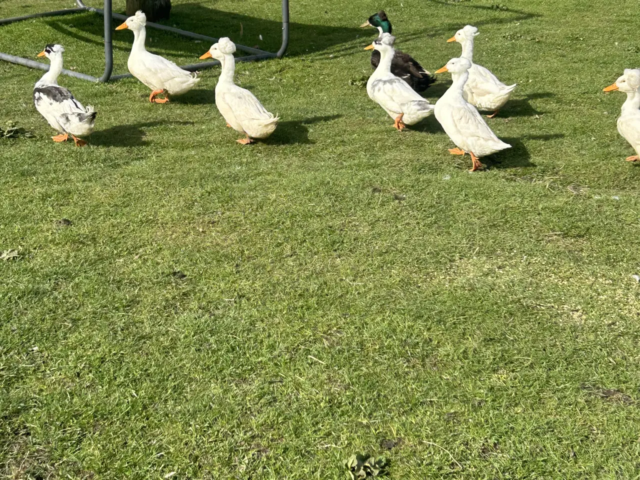 Billede 4 - Rugeæg fra løbeænder, kejserænder og blandings