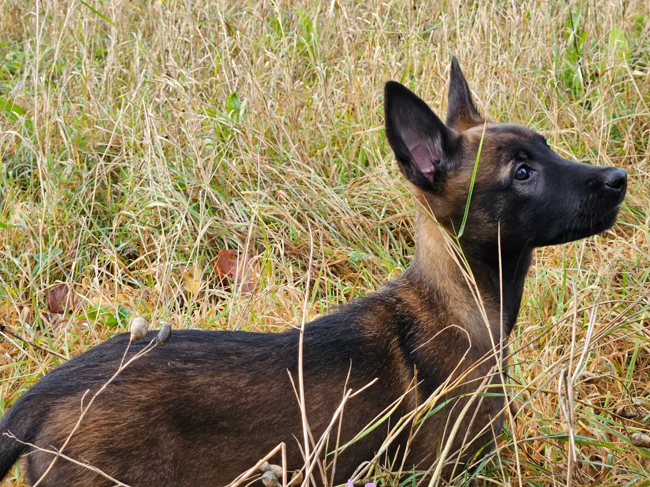 Billede 1 - Belgisk Malinois hvalpe til salg 