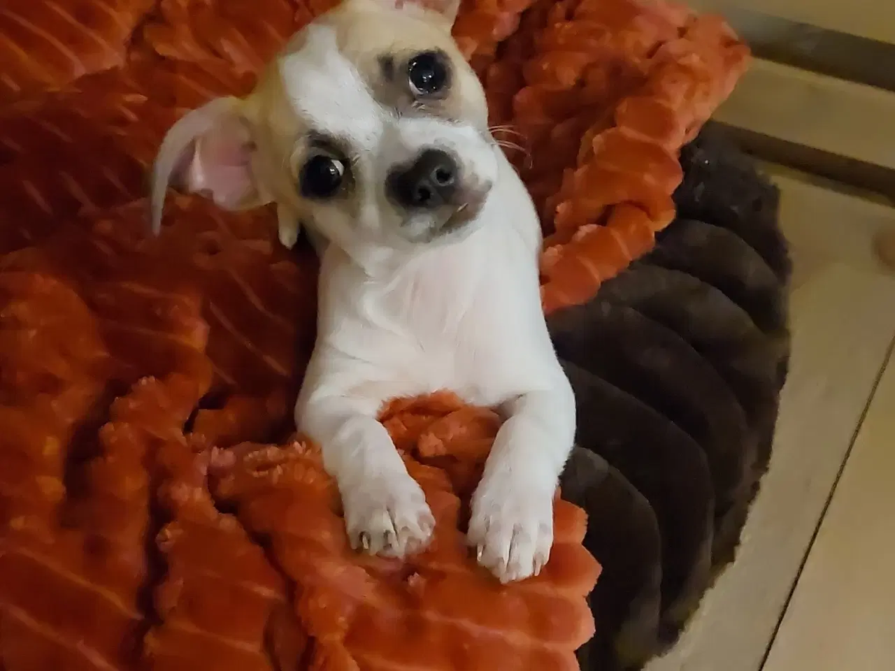 Billede 1 - Skøn lille terrier/chihuahua blanding