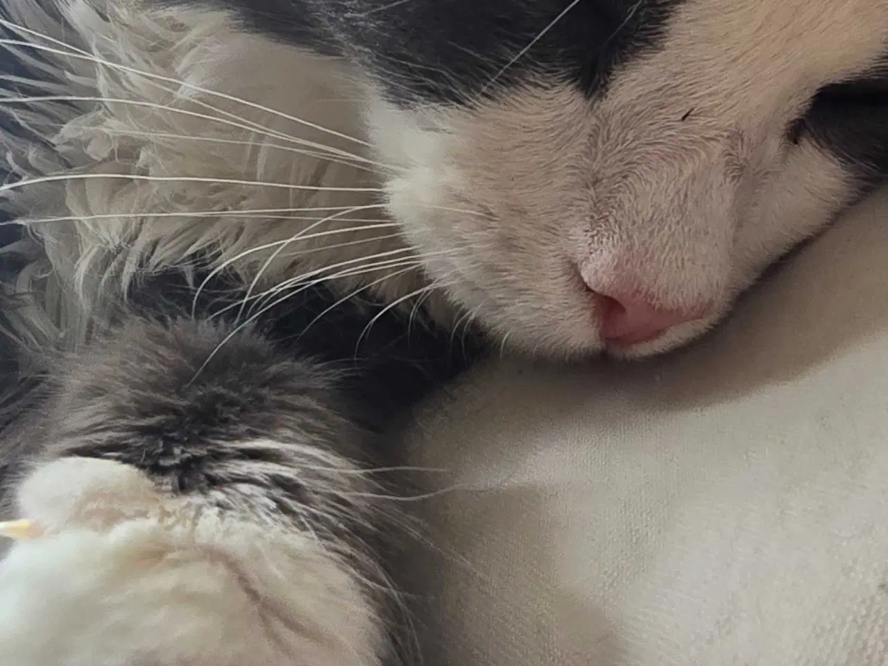 Billede 6 - Maine coon han og hun kat 