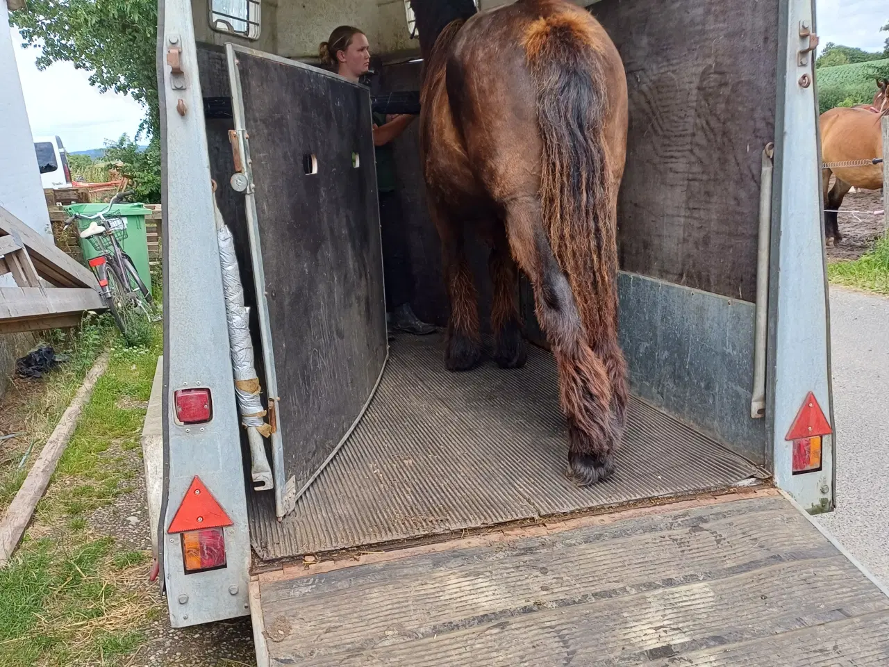 Billede 1 - 1 årig Jyskhest hingst sælges