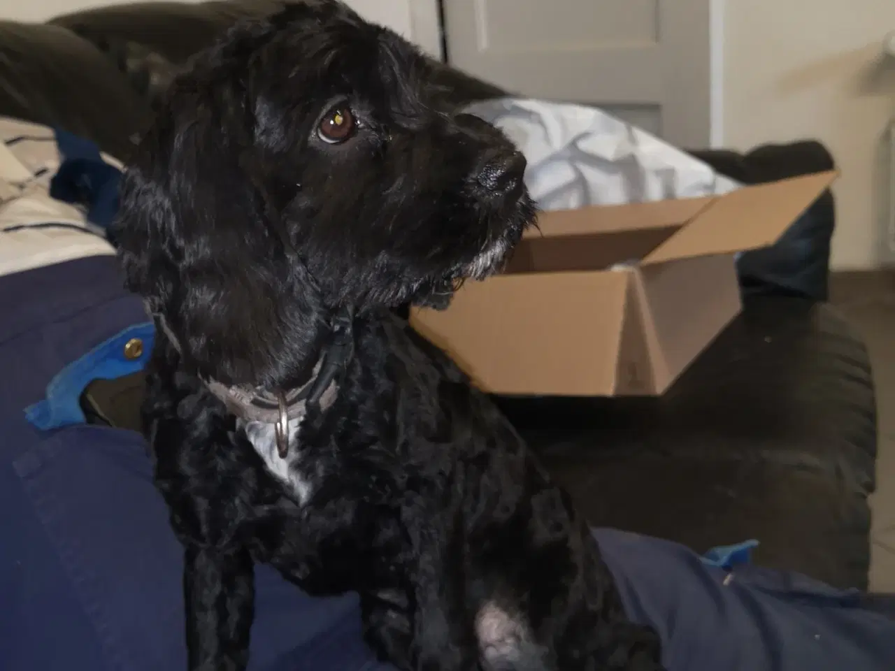 Billede 6 - cockapoo tæve