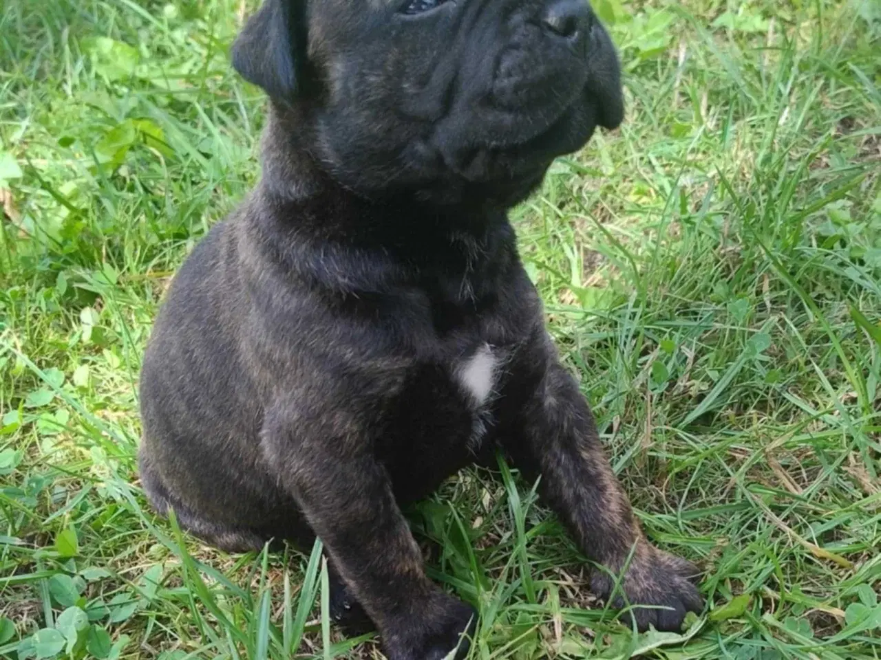 Billede 3 - Bullmastiff hvalpe til salg