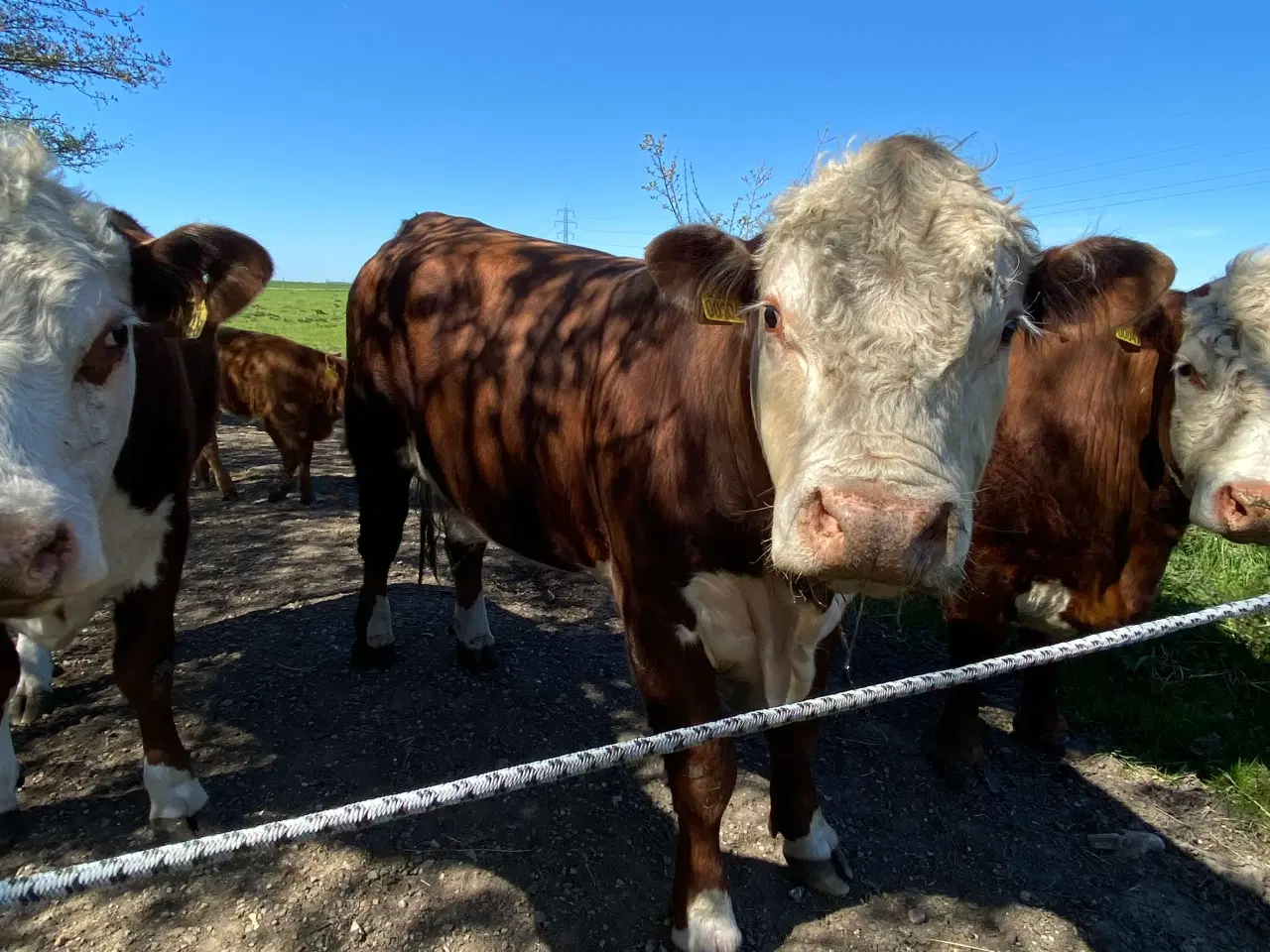 Billede 2 - Hereford tyr søger nye damer 