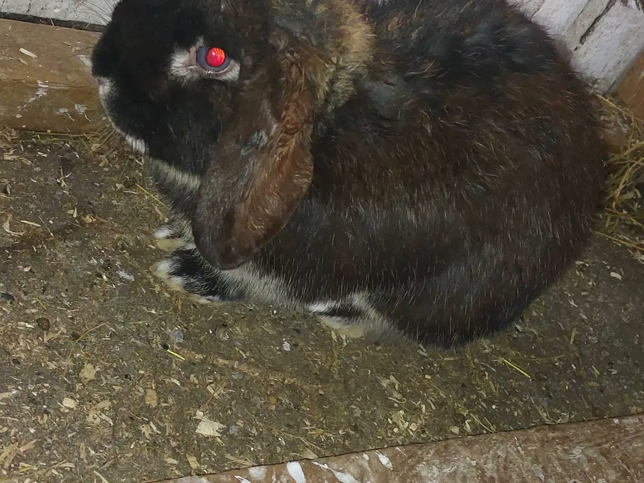 Billede 4 - Kaniner sælges for 50 kr